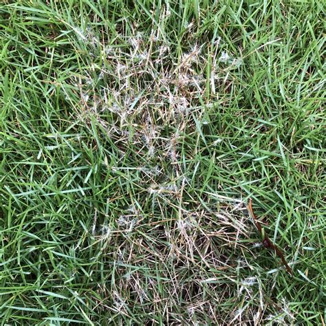Troubleshooting Common Problems With Zoysia Grass