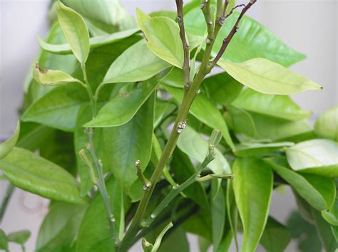 Health benefits of Lime - Health Benefits