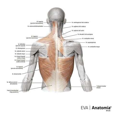Anatomía De Los Músculos De La Espalda Y El Cuello