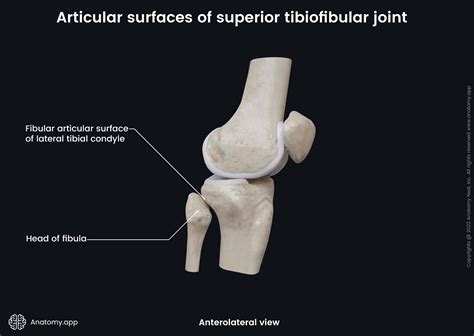 Superior tibiofibular joint | Anatomy.app