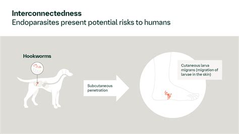 Hook Worms In Dogs