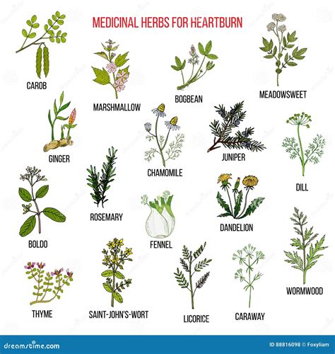 Best Herbal Remedies for Heartburn Stock Vector - Illustration of organic, caraway: 88816098