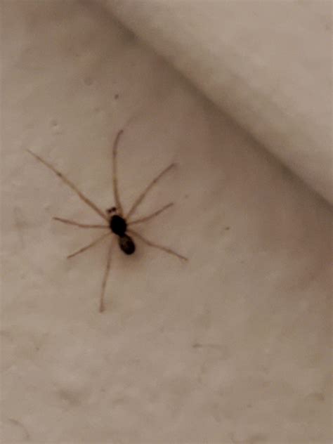 spider identification?? baby black widows?? : r/spiders