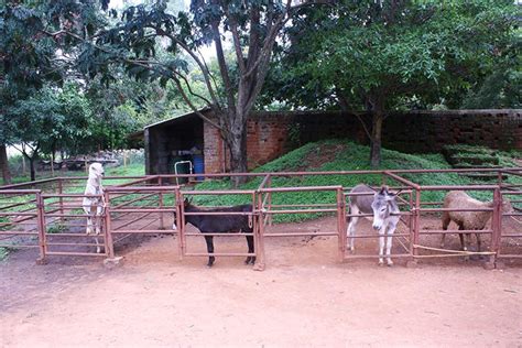 Martin's Farm Sarjapur Road | Little Black Book, Bangalore