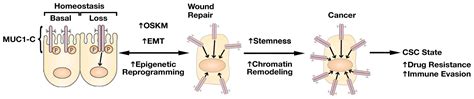 Dependence on MUC1-C in Progression of Neuroendocrine Prostate Cancer
