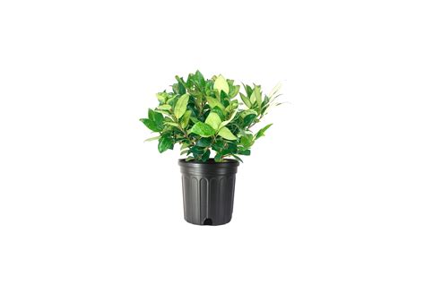 Wax Leaf Ligustrum