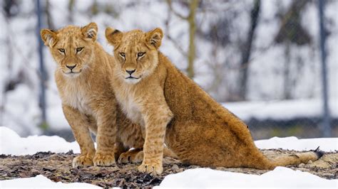 Download wallpaper 3840x2160 lion cubs, lions, animals, big cat ...