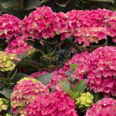 Hydrangea Macrophylla Seaside Serenade Hortmavi Marthas Vineyard Big ...