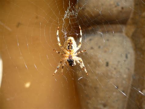 Vertaling 'spider' – Woordeboek Engels-Assamees | Glosbe