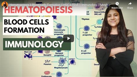 Hematopoiesis | Biology - Immunology | BioChemiThon