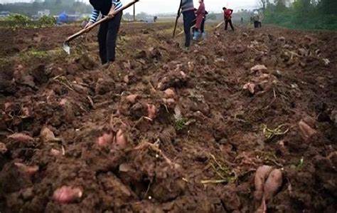 挖红薯的最佳时间 - 农业种植网