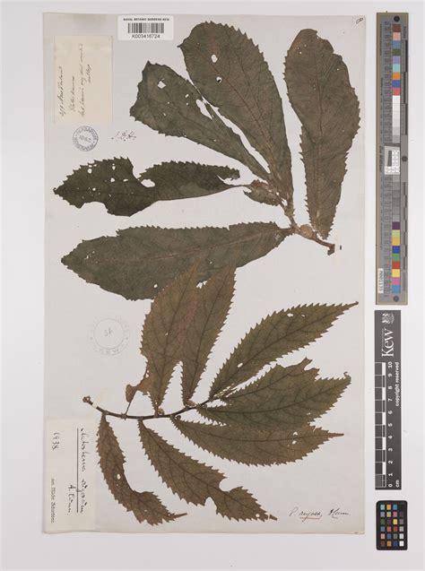 Elatostema rugosum A.Cunn. | Plants of the World Online | Kew Science