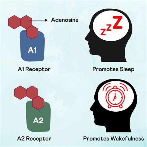 Adenosine Receptor Caffeine