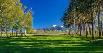 Image result for Sunny Environment Wallpaper