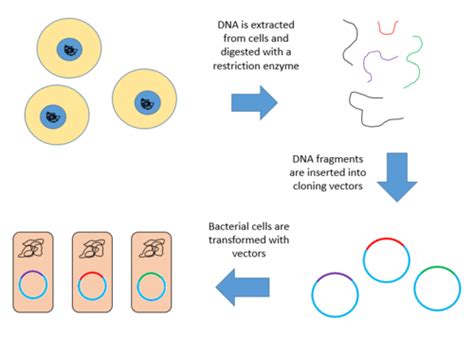 DNA Library Construction & Screening