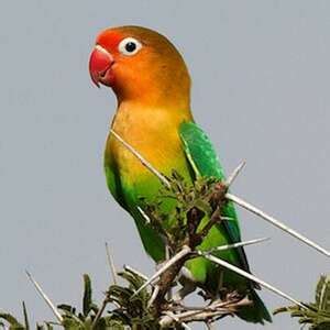 Image result for Inseparable De Fischer