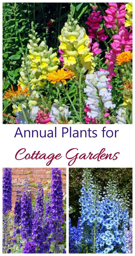 Cottage Garden Perennials 的图像结果
