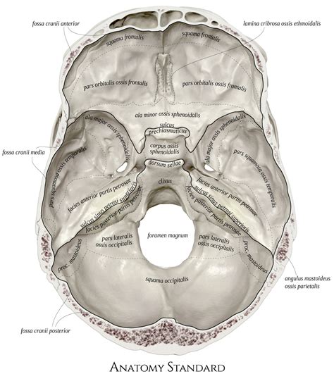 Topography of The Skull: Internal surface of the cranial base