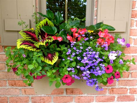 Best Plants For South Facing Window Box at Harrison Evans blog