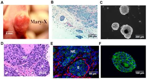 Lymphatics | An Open Access Journal from MDPI