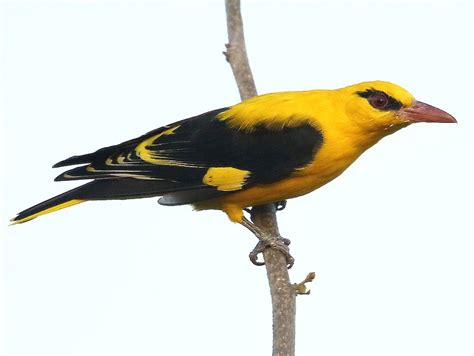 Indian Golden Oriole - eBird