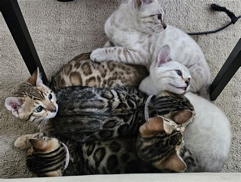 Bengal Kittens available in Minnesota - Brown Rosette and Snow Lynx ...