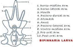Echinodermata: Larval Forms - Zoology Optional Notes for UPSC PDF Download