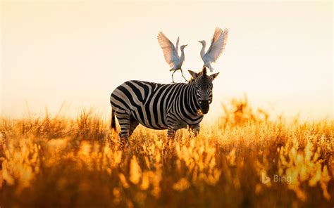 Bing Zebra Wallpaper 的图像结果