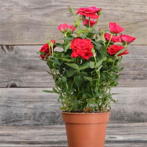 Easy Roses To Grow In Pots at Bethany Knibbs blog