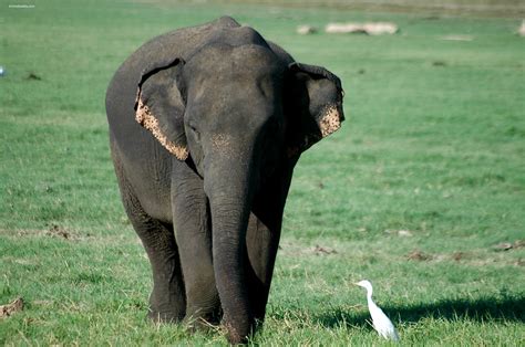 Asian Elephants - Cincinnati Zoo & Botanical Garden®