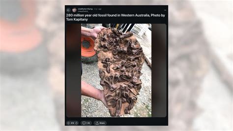 Alien Fossils 的图像结果