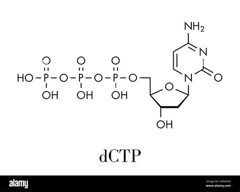 Deoxycytidine triphosphate (dCTP) nucleotide molecule. DNA building ...