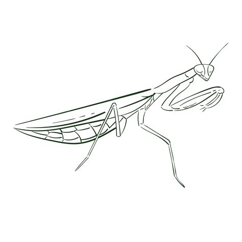 Premium Vector | Praying mantis outline vector isolated line doodle ...