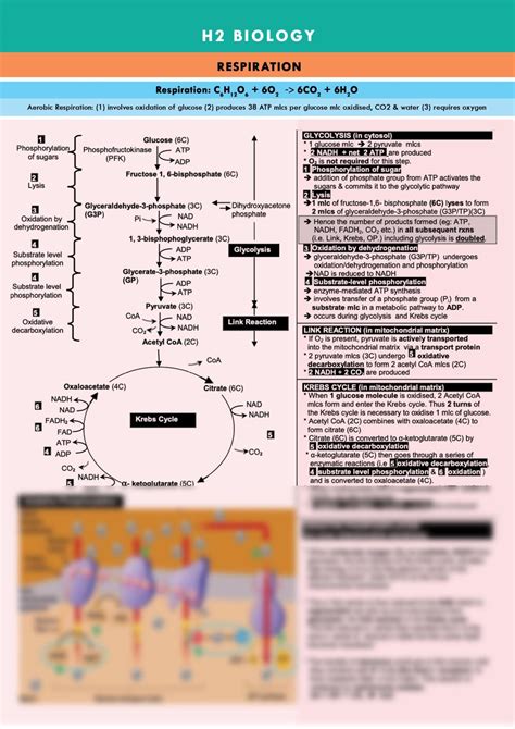 H2 Biology: Respiration Study Notes | Biology H2 - GCE A Level | Thinkswap