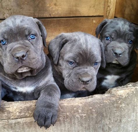 Cane Corso Puppies in Wooden Crate