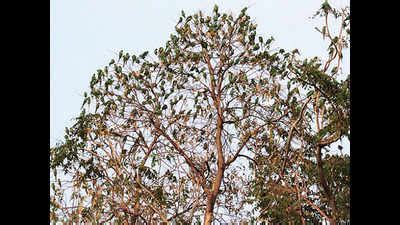 Residents rejoice over spectacle of roosting parakeets in Udaipur ...