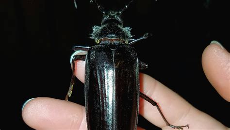 Palo verde beetle facts: Do they bite, what they eat and more