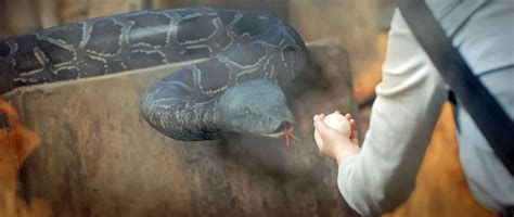 Image result for Python Snake Movie