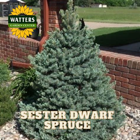 SESTER DWARF SPRUCE TREE 7gal - Watters Garden Center