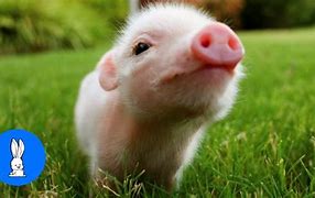 Image result for Mini Teacup Pigs
