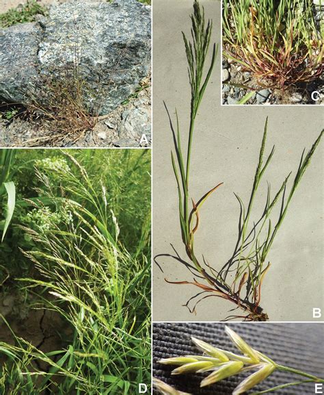 Species New to Science: [Botany • 2018] Phylogeny and Taxonomic Synopsis of Poa subgenus ...