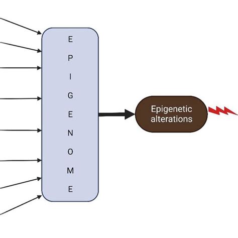 DNA Modification 的图像结果