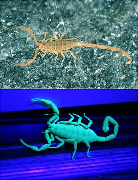 Scorpion Stings and Antivenom Use in Arizona - The American Journal of Medicine