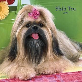 Shih Tzu 2008 Square Wall: Wall : Amazon.in: Books