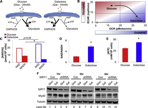 The NAD+-Dependent SIRT1 Deacetylase Translates a Metabolic Switch into Regulatory Epigenetics ...