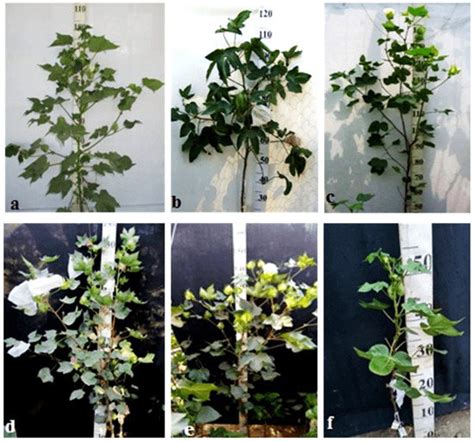Features of Chromosome Introgression from Gossypium barbadense L. into ...
