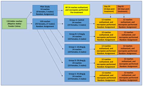 The Effect of Pyrantel Pamoate Treatment on Fecal Pinworm (Leidynema ...