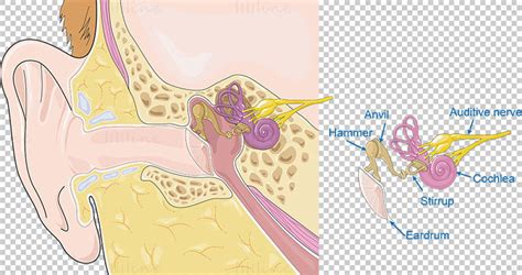 Image result for String ENT