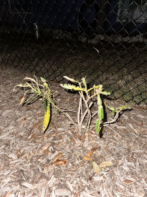 Killing caterpillars wrong? : r/plants