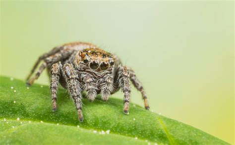Image result for Spider Species Classification Using Machine Learning